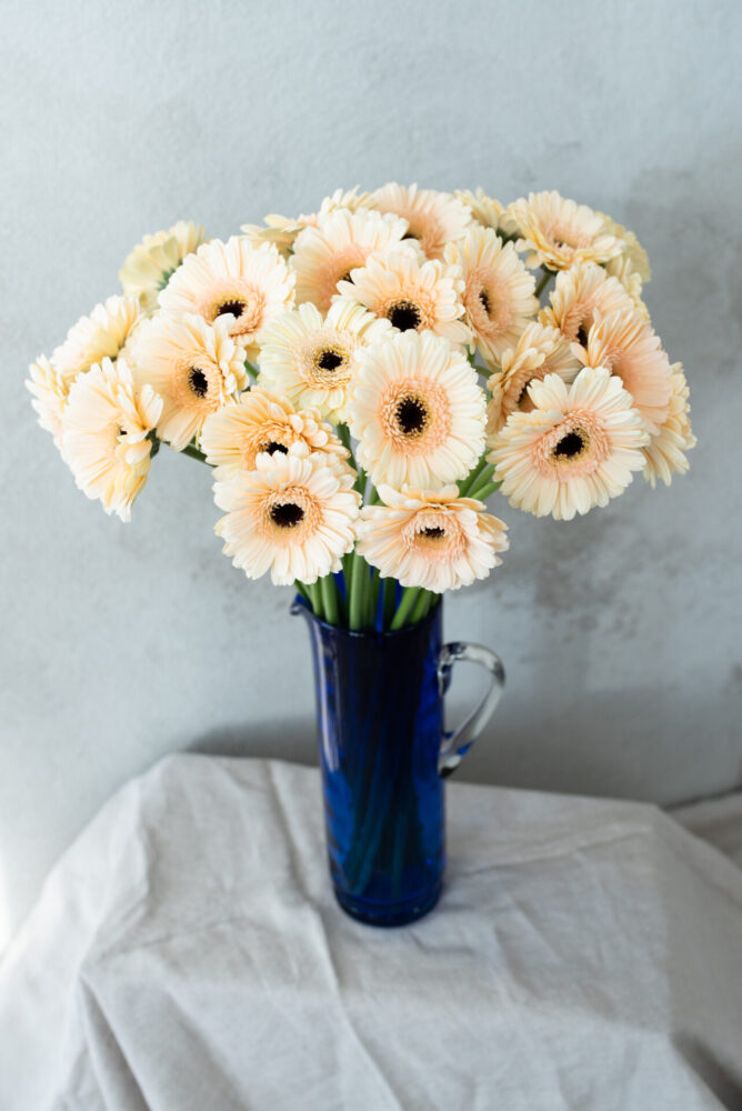 Gerberas